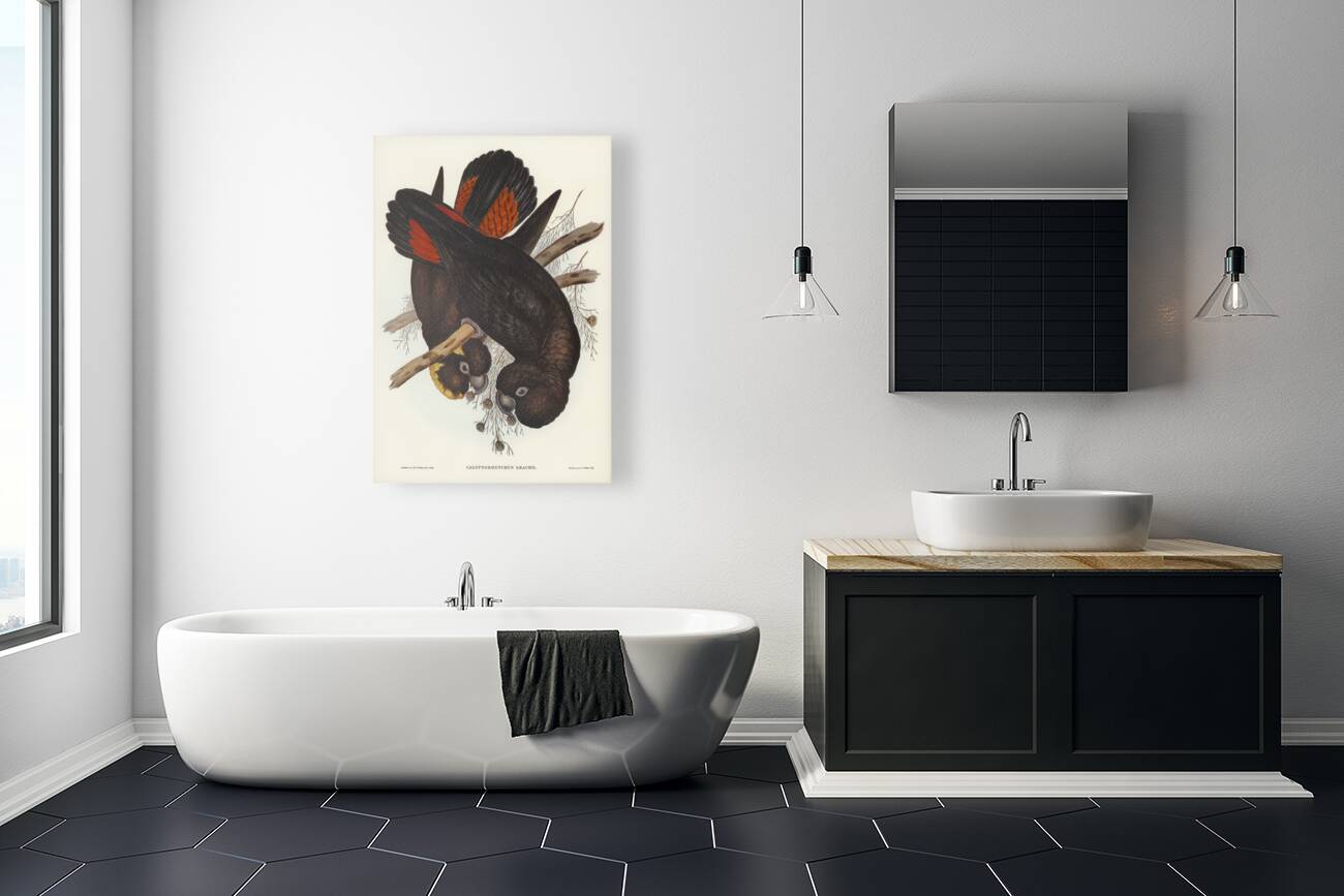 Leachs Cockatoo Calyptorhynchus Leachii illustrated by Elizabeth Gould 1804–1841 for John Gould’s 1804-1881 Birds of Australia  Reproduction