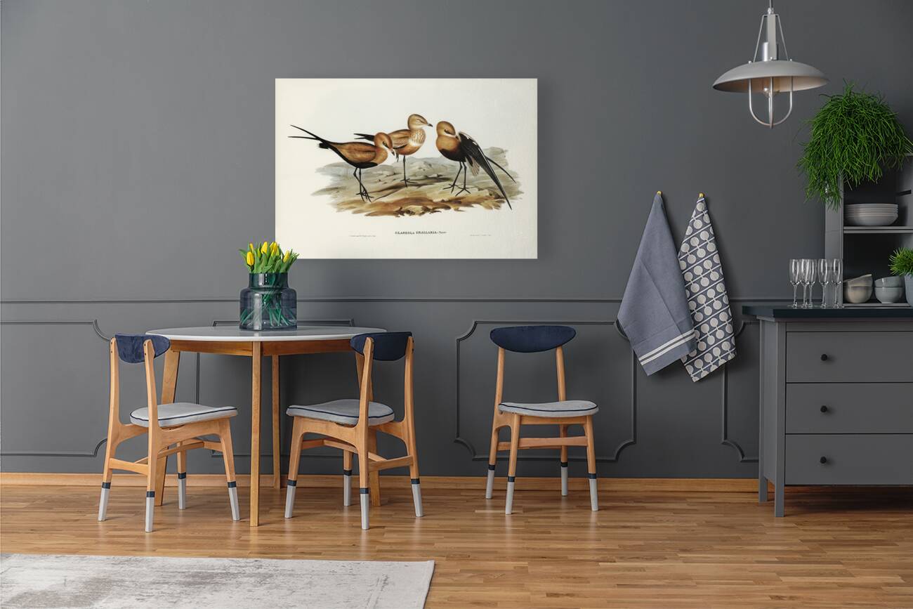 Australian Pratincole Glareola grallaria illustrated by Elizabeth Gould 1804–1841 for John Gould’s 1804-1881 Birds of Australia  Reproduction