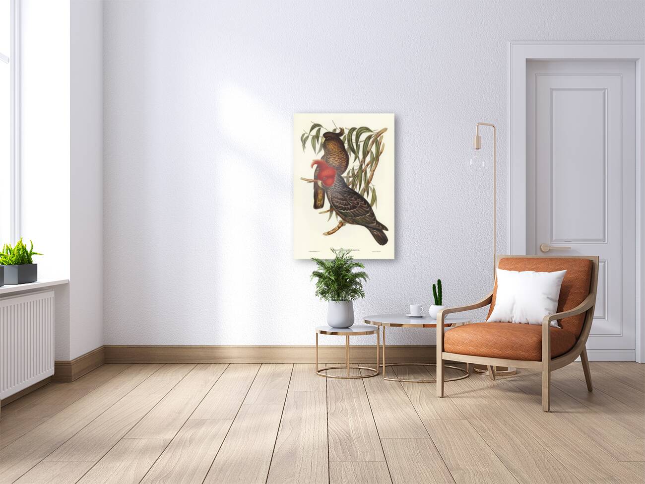 Gang-gang Cockatoo Callocephalon galeatum illustrated by Elizabeth Gould 1804–1841 for John Gould’s 1804-1881 Birds of Australia  Reproduction