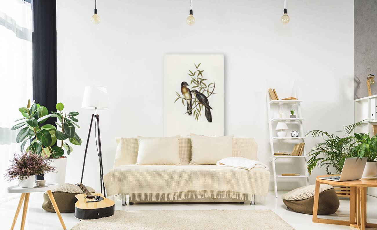 Brush Cuckoo Cuculus insperatus illustrated by Elizabeth Gould 1804–1841 for John Gould’s 1804-1881 Birds of Australia  Reproduction