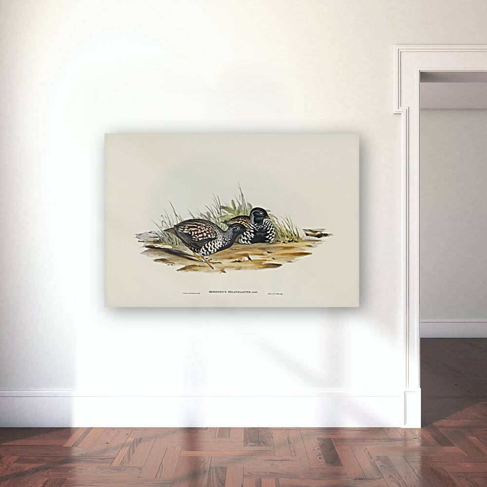 Black-breasted Hemipode Hemipodius melanogaster illustrated by Elizabeth Gould 1804–1841 for John Gould’s 1804-1881 Birds of Australia  Reproduction