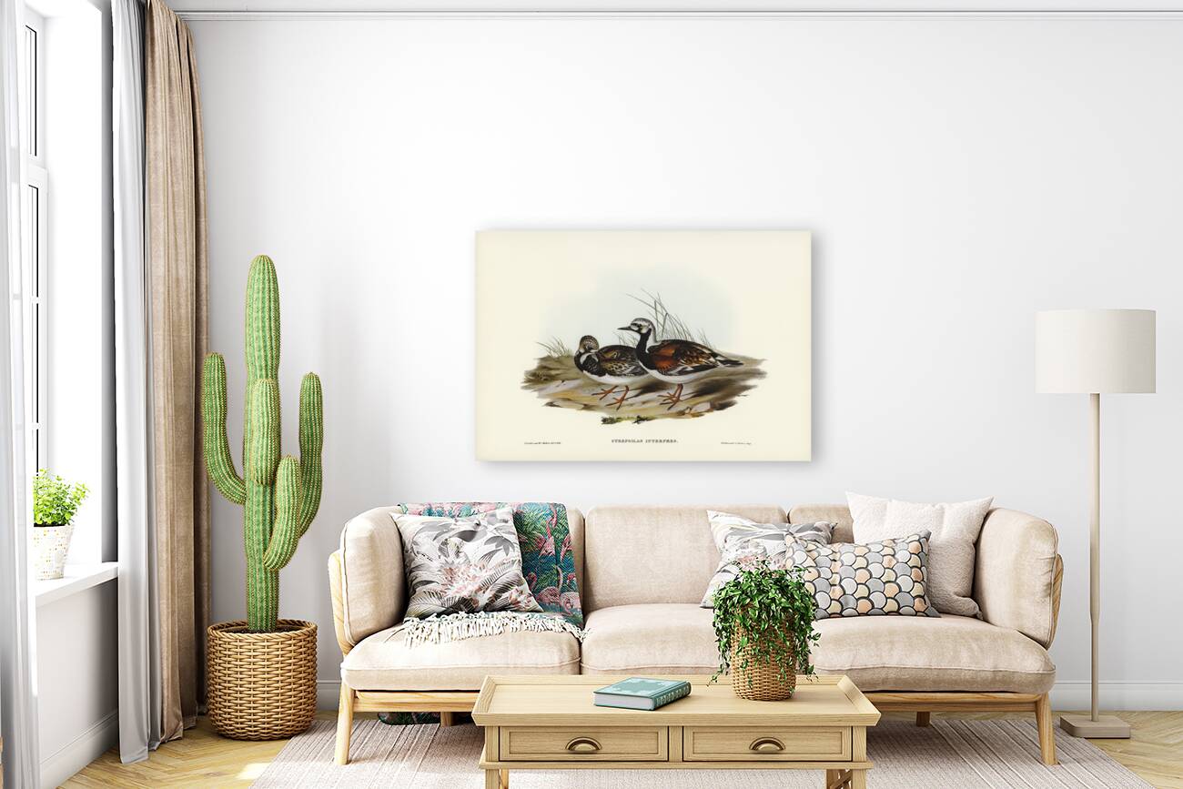 Turnstone Strepsilas Interpres illustrated by Elizabeth Gould 1804–1841 for John Gould’s 1804-1881 Birds of Australia  Reproduction