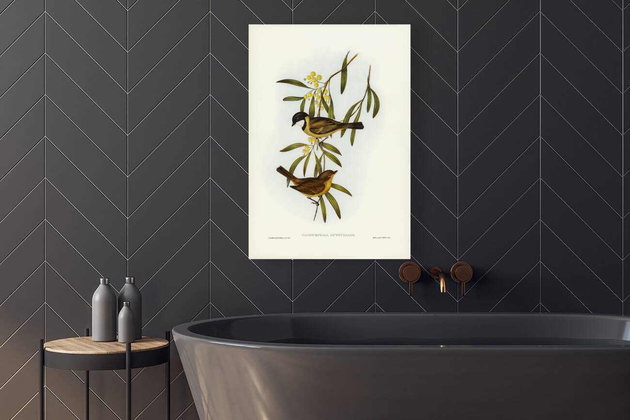 Guttural Pachycephala Pachycephala gutturalis illustrated by Elizabeth Gould 1804–1841 for John Gould’s 1804-1881 Birds of Australia  Reproduction