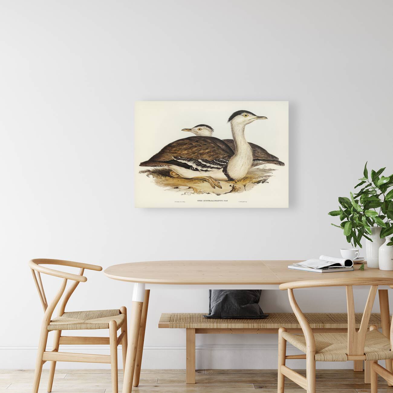 Australian Bustard Otis Australasianus illustrated by Elizabeth Gould 1804–1841 for John Gould’s 1804-1881 Birds of Australia  Reproduction