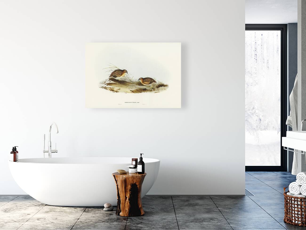 Swift-flying Hemipode Hemipodius velox illustrated by Elizabeth Gould 1804–1841 for John Gould’s 1804-1881 Birds of Australia  Reproduction