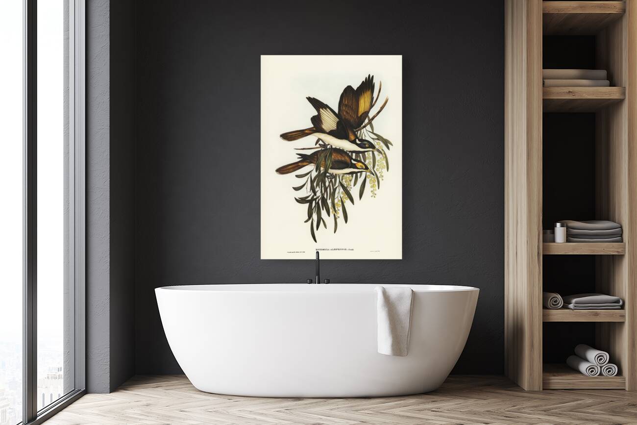 White-pinioned Honey-eater Entomyza albipennis illustrated by Elizabeth Gould 1804–1841 for John Gould’s 1804-1881 Birds of Australia  Reproduction