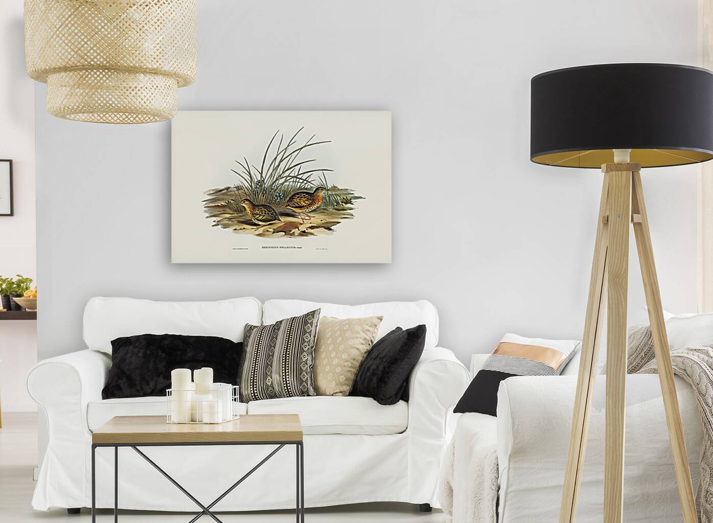 Black-backed Hemipode Hemipodius melanotus illustrated by Elizabeth Gould 1804–1841 for John Gould’s 1804-1881 Birds of Australia  Reproduction