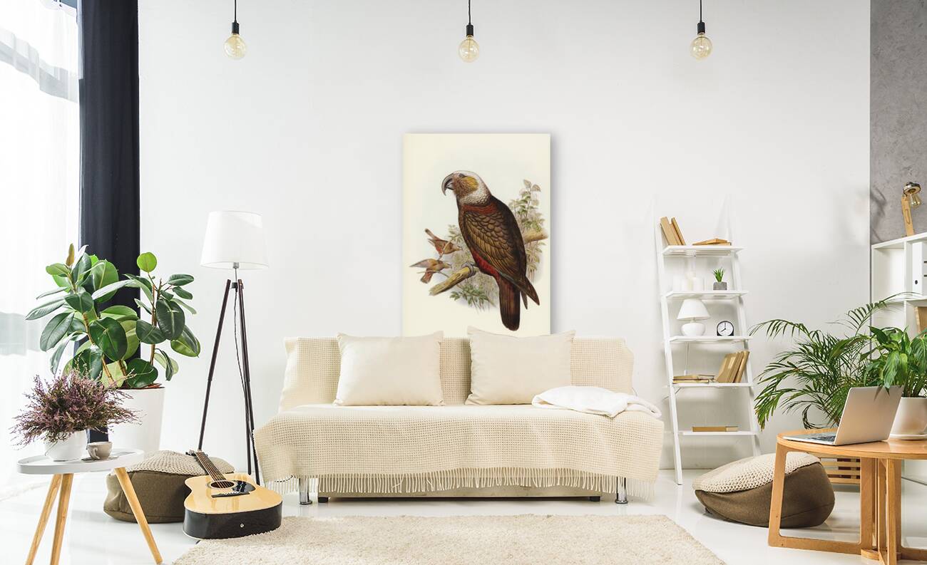 Jardine’s cuckooshrike Campephaga Jardinii illustrated by Elizabeth Gould 1804–1841 for John Gould’s 1804-1881 Birds of Australia  Reproduction