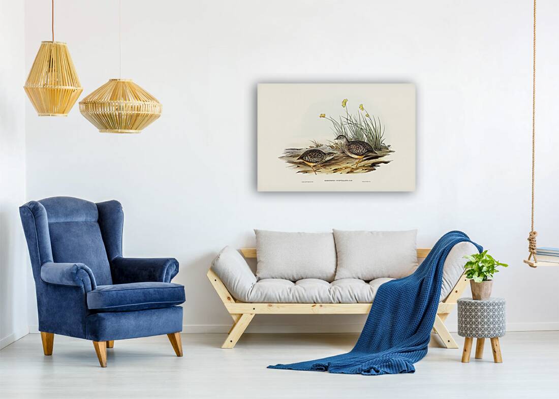 Sparkling Hemipode Hemipodius scintillans illustrated by Elizabeth Gould 1804–1841 for John Gould’s 1804-1881 Birds of Australia  Reproduction