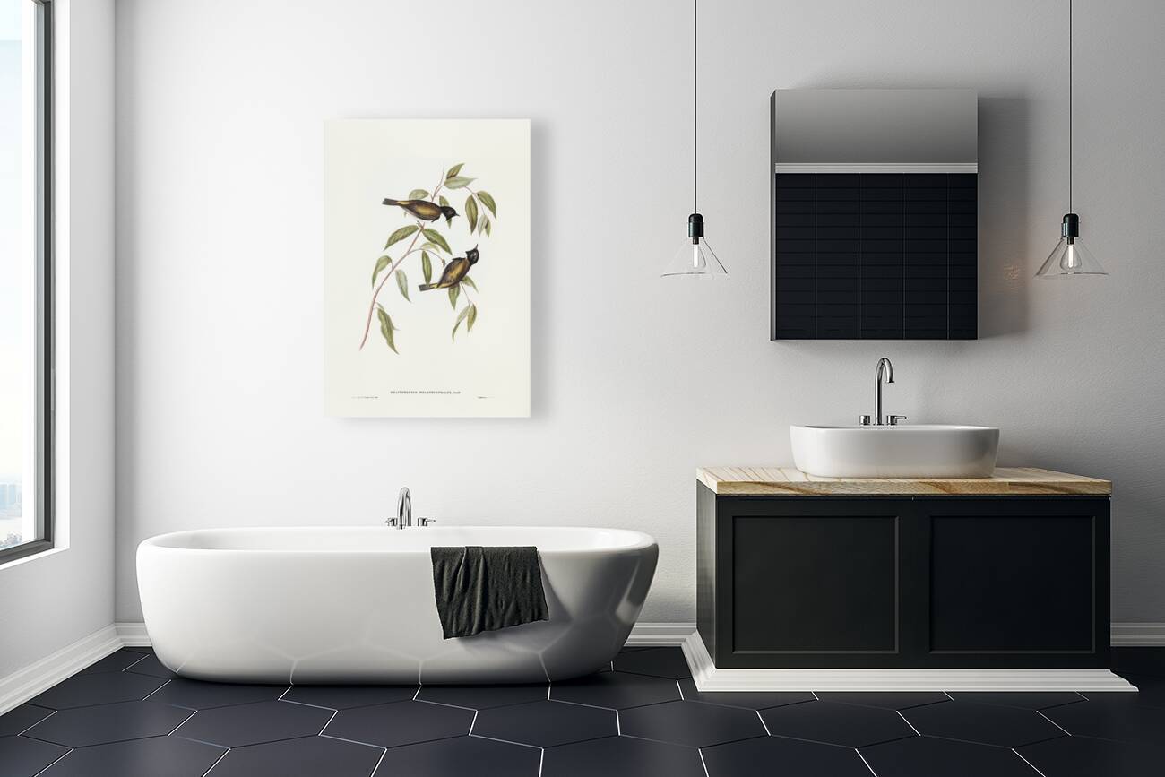 Black-headed Honey-eater Melthreptus melanocephalus illustrated by Elizabeth Gould 1804–1841 for John Gould’s 1804-1881 Birds of Australia  Reproduction