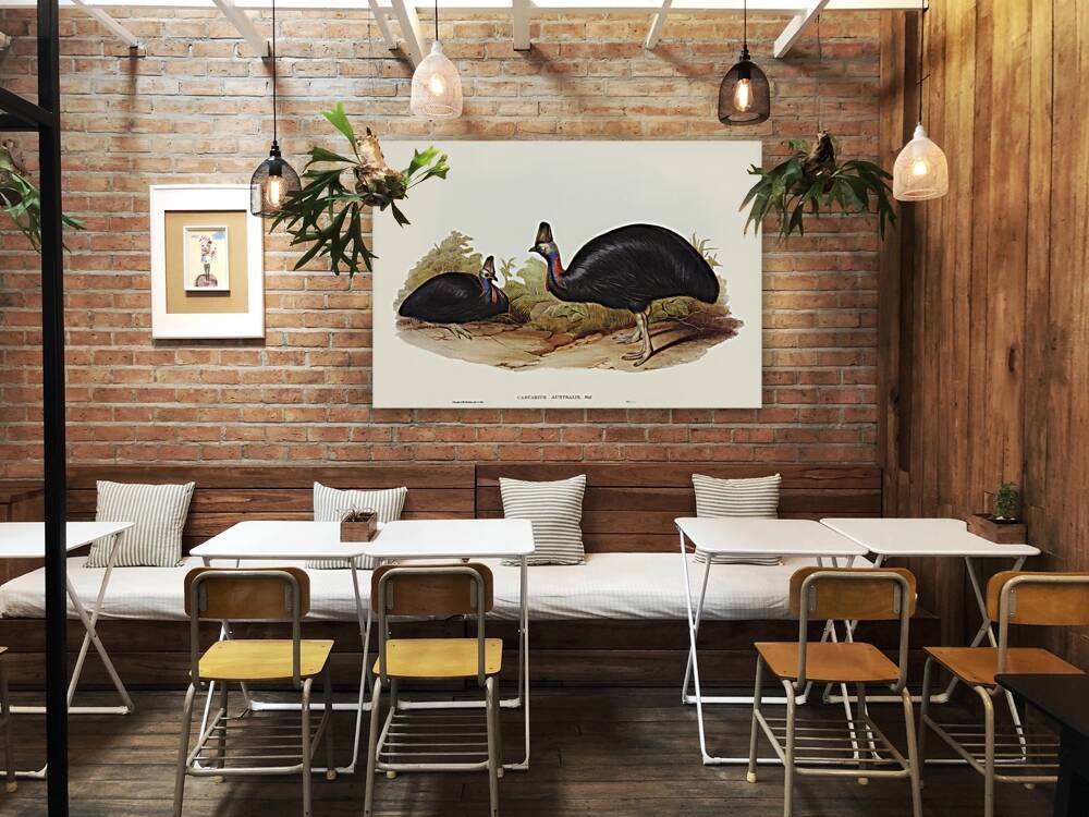 Australian Cassowary Casuarius australis illustrated by Elizabeth Gould 1804–1841 for John Gould’s 1804-1881 Birds of Australia  Reproduction