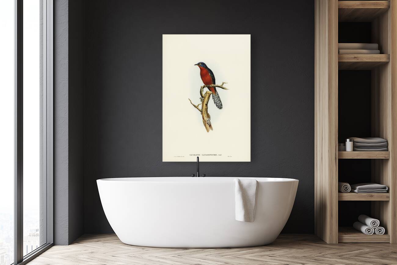 Chestnut-breasted Cuckoo Cacomantis castaneiventris illustrated by Elizabeth Gould 1804–1841 for John Gould’s 1804-1881 Birds of Australia  Reproduction