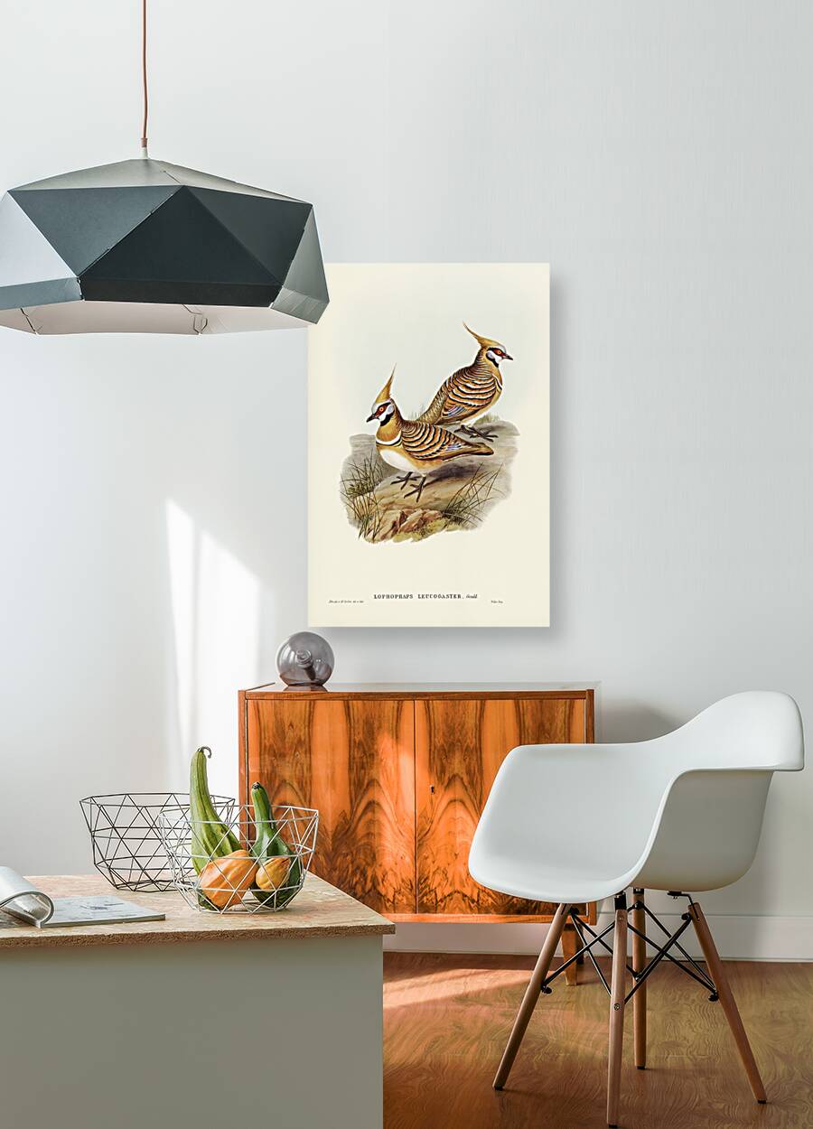 White-bellied Bronzewing Lophophaps leucogaster illustrated by Elizabeth Gould 1804–1841 for John Gould’s 1804-1881 Birds of Australia  Reproduction