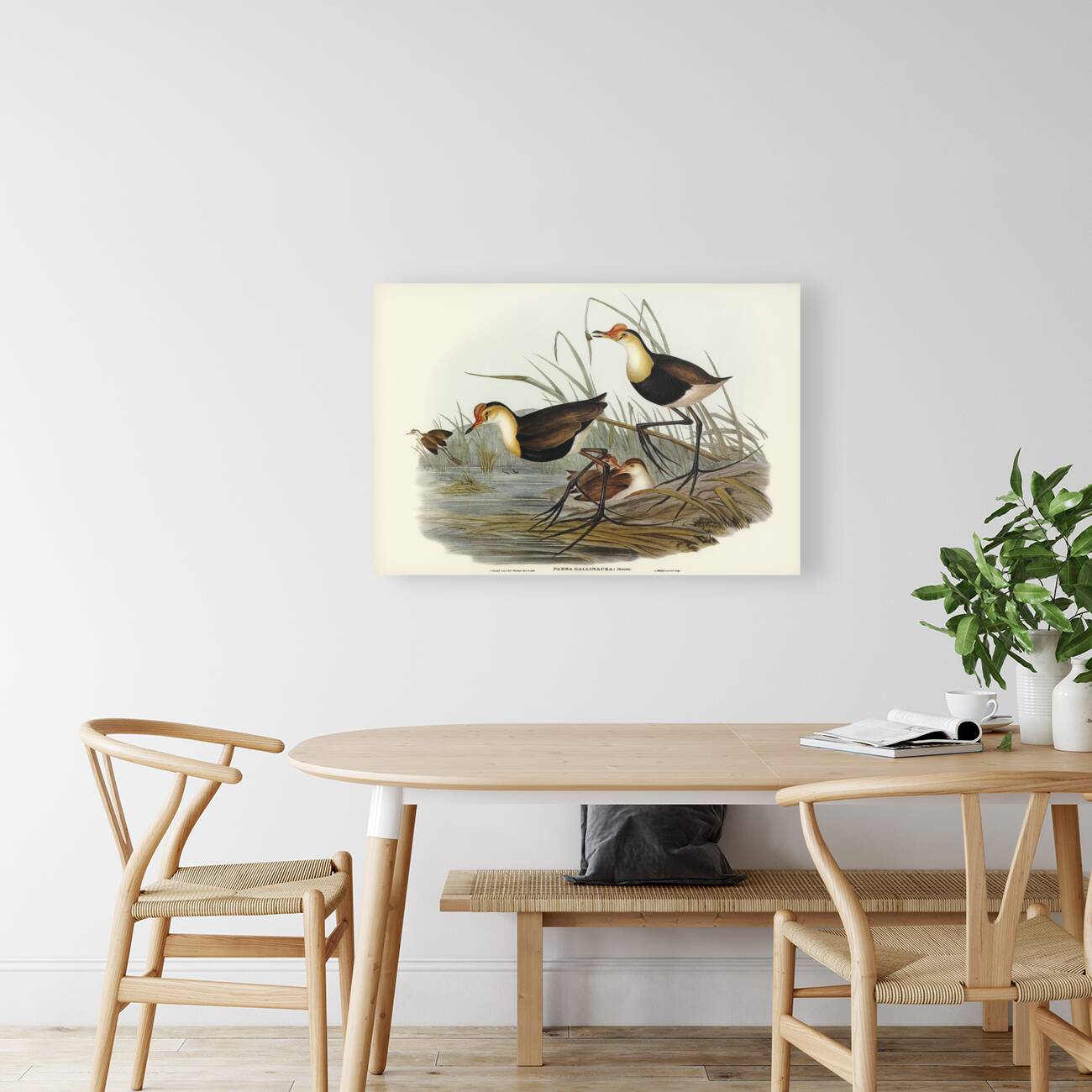 Gallinaceous Parra Parra gallinacea illustrated by Elizabeth Gould 1804–1841 for John Gould’s 1804-1881 Birds of Australia  Reproduction