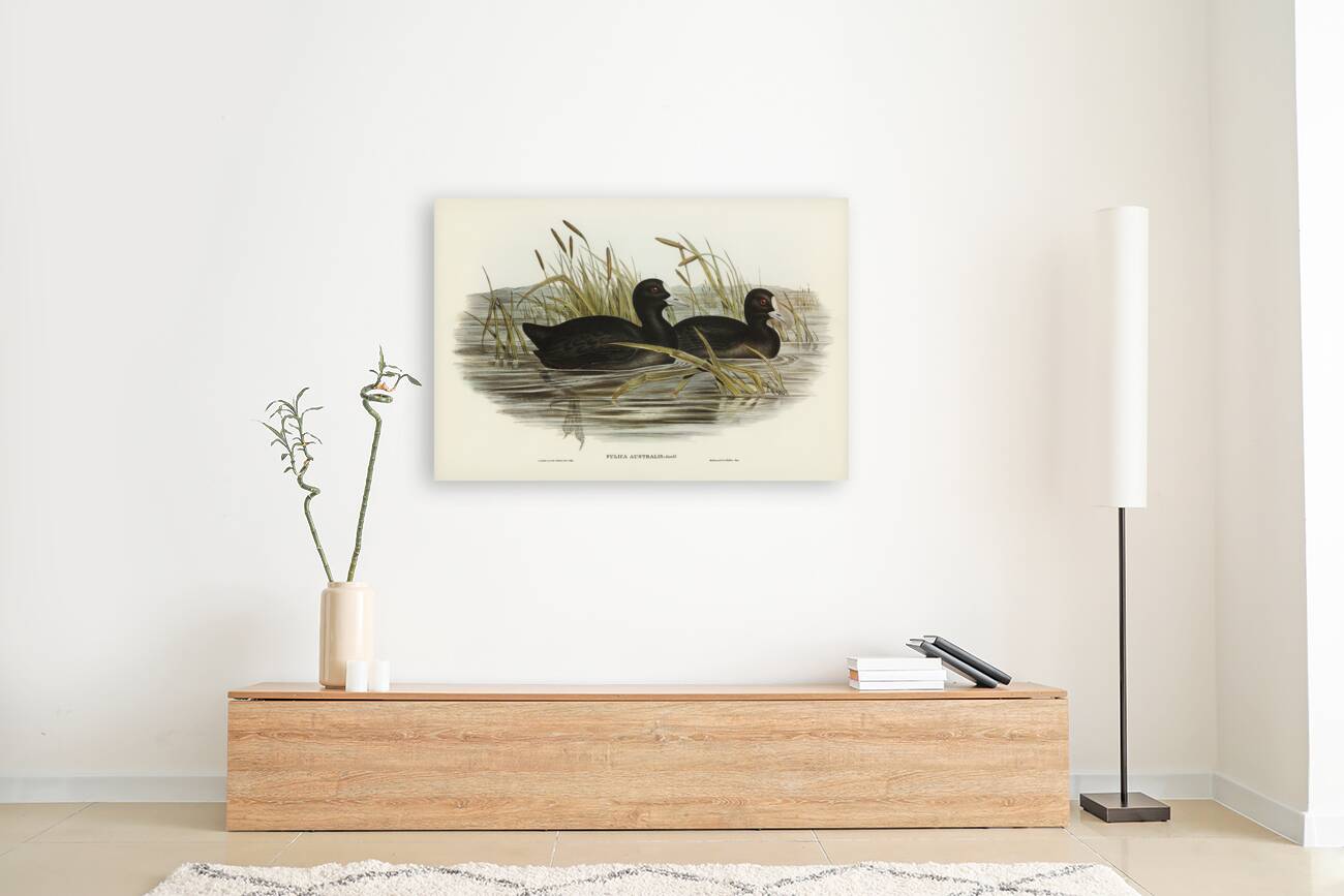 Australian Coot Fulica Australis illustrated by Elizabeth Gould 1804–1841 for John Gould’s 1804-1881 Birds of Australia  Reproduction