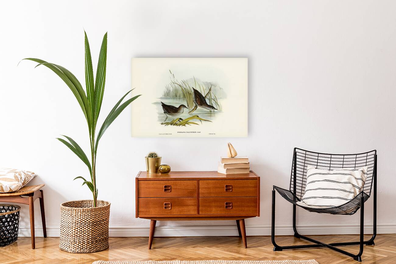 Water Crake Porzana palustris illustrated by Elizabeth Gould 1804–1841 for John Gould’s 1804-1881 Birds of Australia  Reproduction