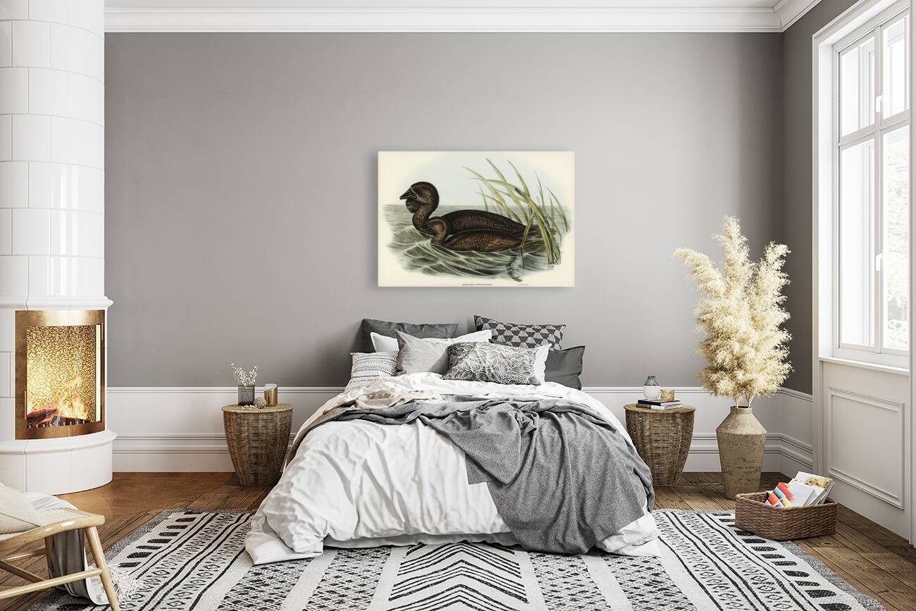 Musk Duck Biziura lobata illustrated by Elizabeth Gould 1804–1841 for John Gould’s 1804-1881 Birds of Australia  Reproduction