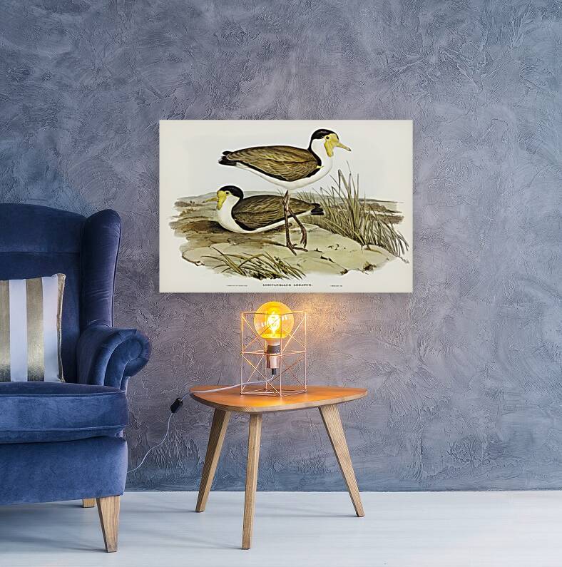 Wattle Pewit Lobivanellus lobatus illustrated by illustrated by Elizabeth Gould 1804–1841 for John Gould’s 1804-1881 Birds of Australia  Reproduction