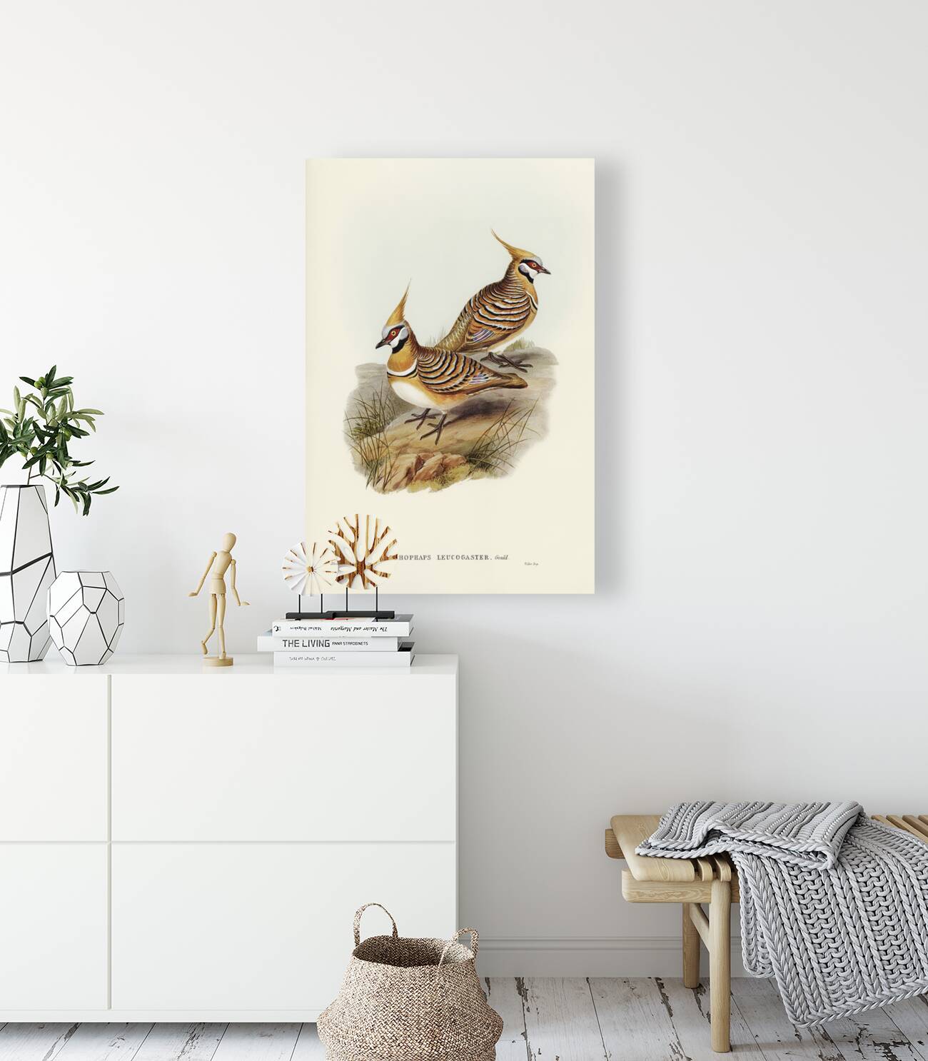 White-bellied Bronzewing Lophophaps leucogaster illustrated by Elizabeth Gould 1804–1841 for John Gould’s 1804-1881 Birds of Australia  Reproduction