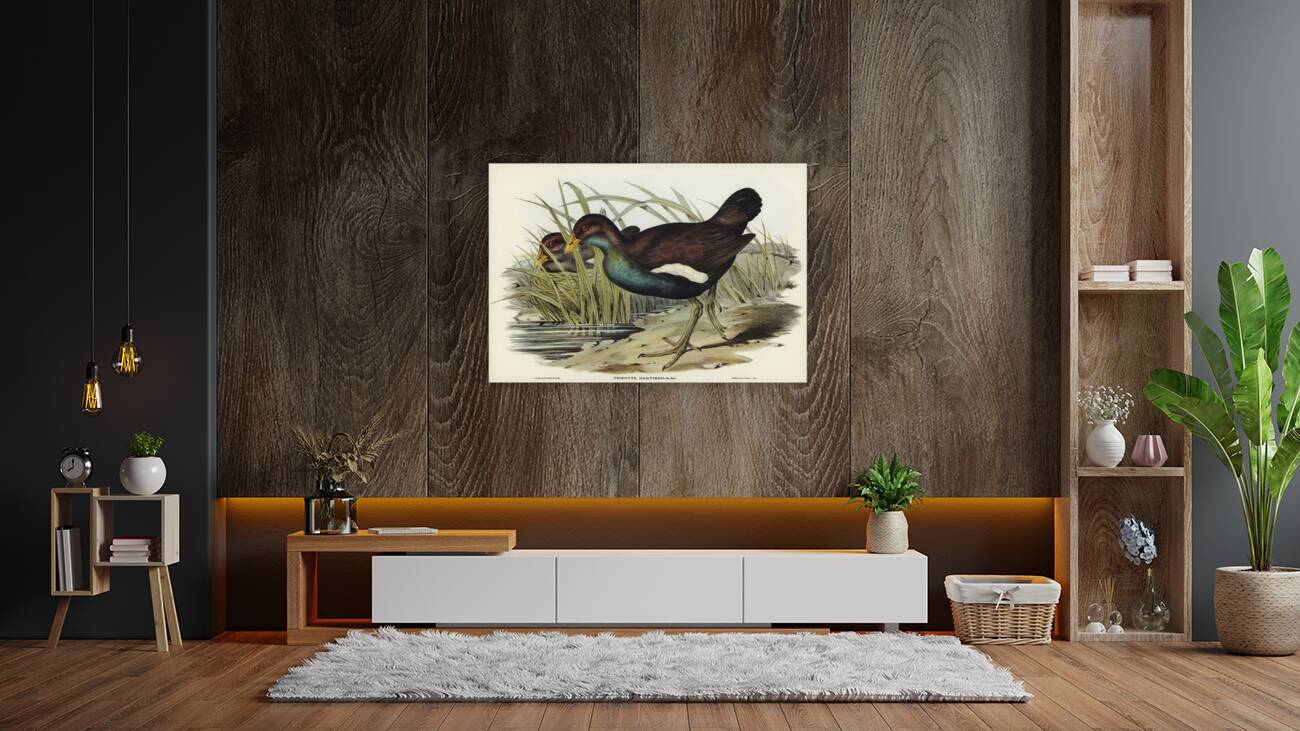 Australian Wild Duck Anus superciliosa illustrated by Elizabeth Gould 1804–1841 for John Gould’s 1804-1881 Birds of Australia  Reproduction