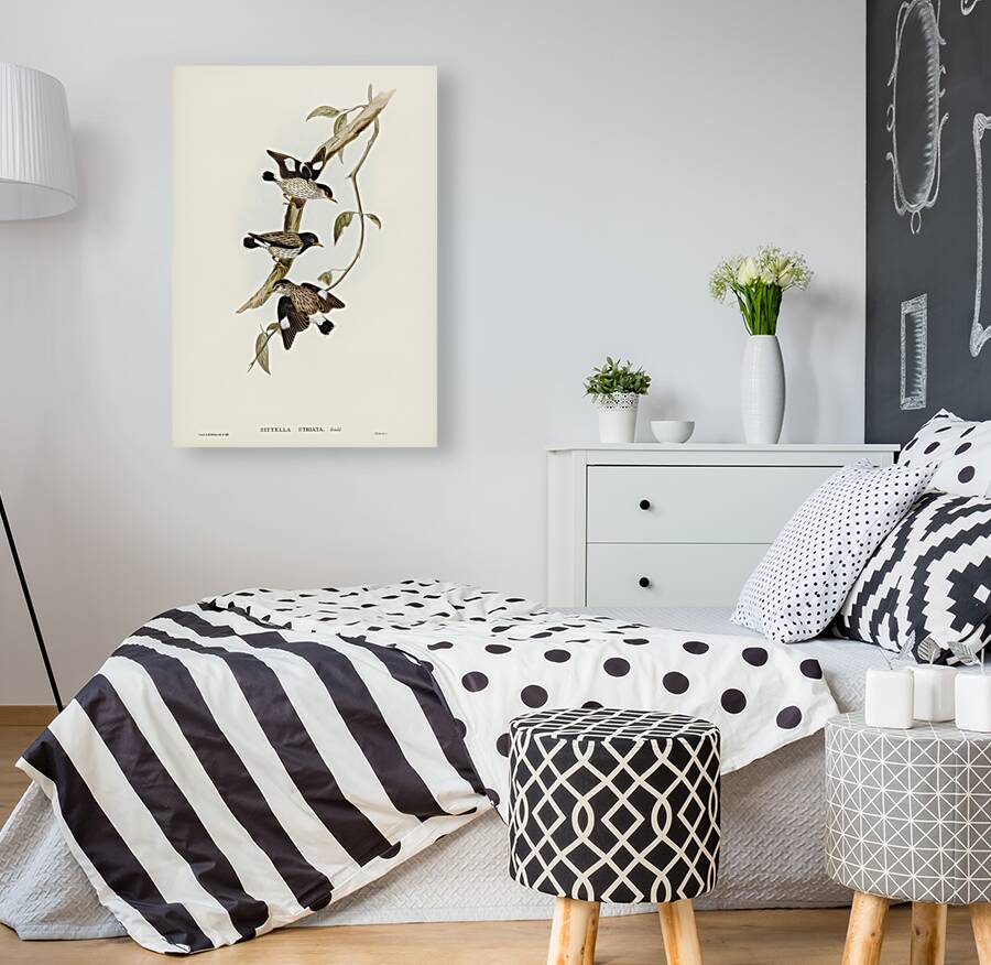 Striated Sittella Sittella striata illustrated by Elizabeth Gould 1804–1841 for John Gould’s 1804-1881 Birds of Australia  Reproduction