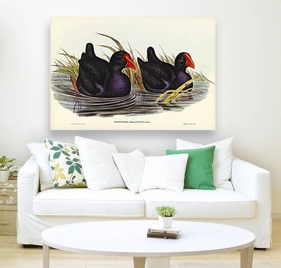 Variegated Shoveller Spatula Variegata illustrated by Elizabeth Gould 1804–1841 for John Gould’s 1804-1881 Birds of Australia  Reproduction