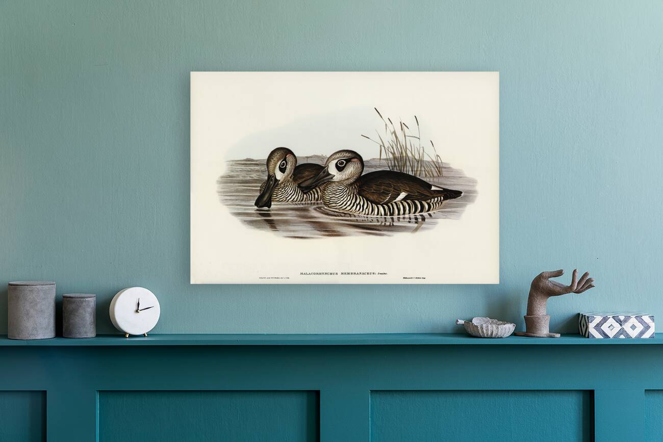 Membranaceous Duck Malacorhynchus membranaceus illustrated by Elizabeth Gould 1804–1841 for John Gould’s 1804-1881 Birds of Australia  Reproduction