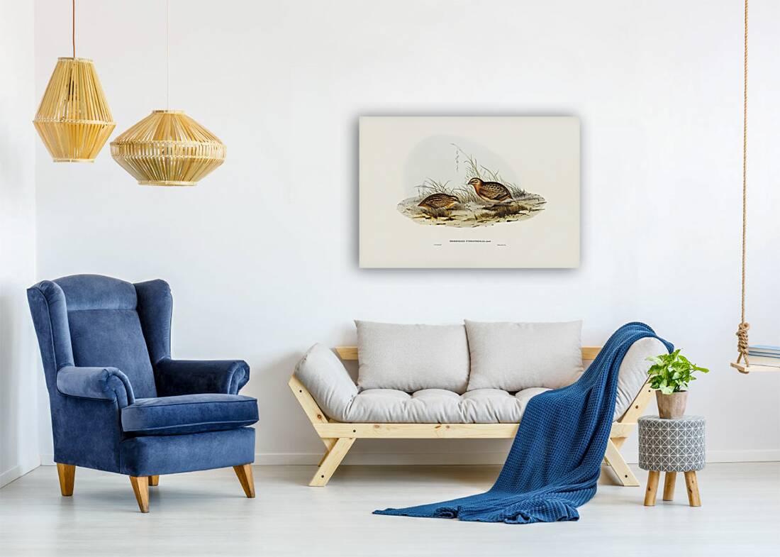 Chestnut-bellied Rail Eulabeornis castaneoventris illustrated by Elizabeth Gould 1804–1841 for John Gould’s 1804-1881 Birds of Australia  Reproduction