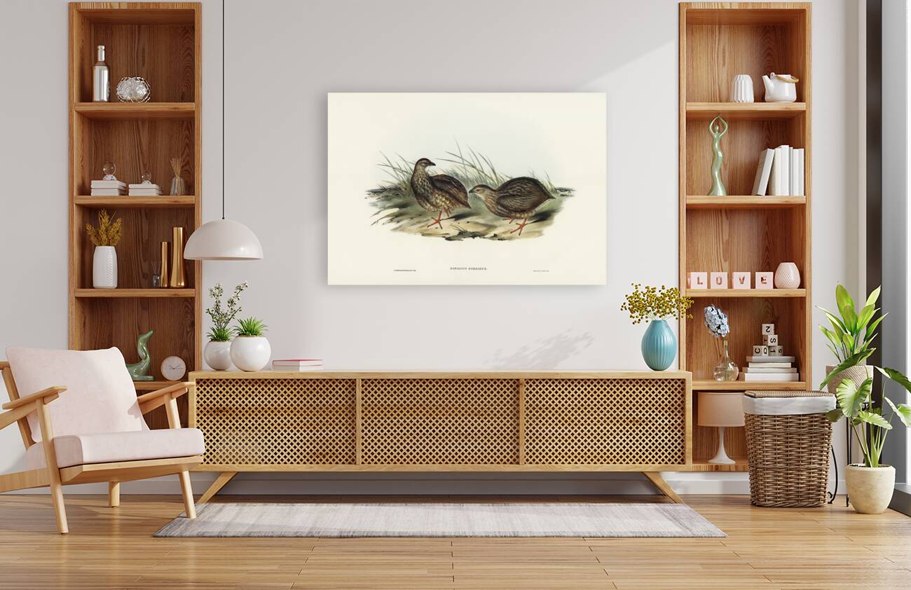 Sombre Partridge Synoicus sordidus illustrated by Elizabeth Gould 1804–1841 for John Gould’s 1804-1881 Birds of Australia  Reproduction