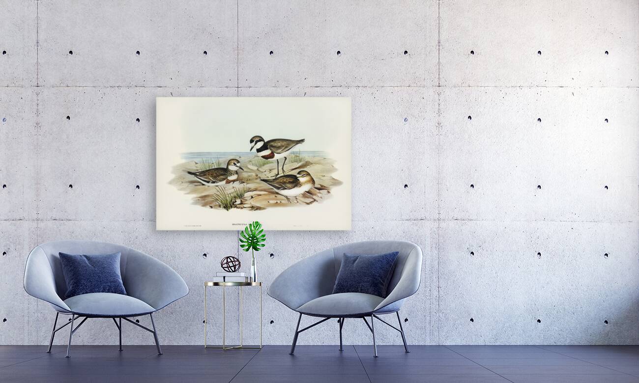 Double-banded Dottrel Hiaticula bicincta illustrated by Elizabeth Gould 1804–1841 for John Gould’s 1804-1881 Birds of Australia  Reproduction