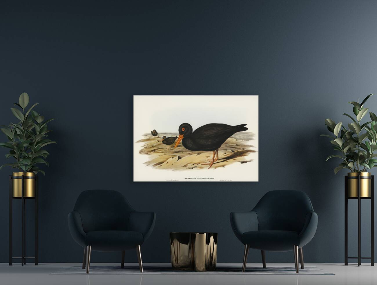 Sooty Oyster-Catcher Haematopus fuliginosus illustrated by Elizabeth Gould 1804–1841 for John Gould’s 1804-1881 Birds of Australia  Reproduction