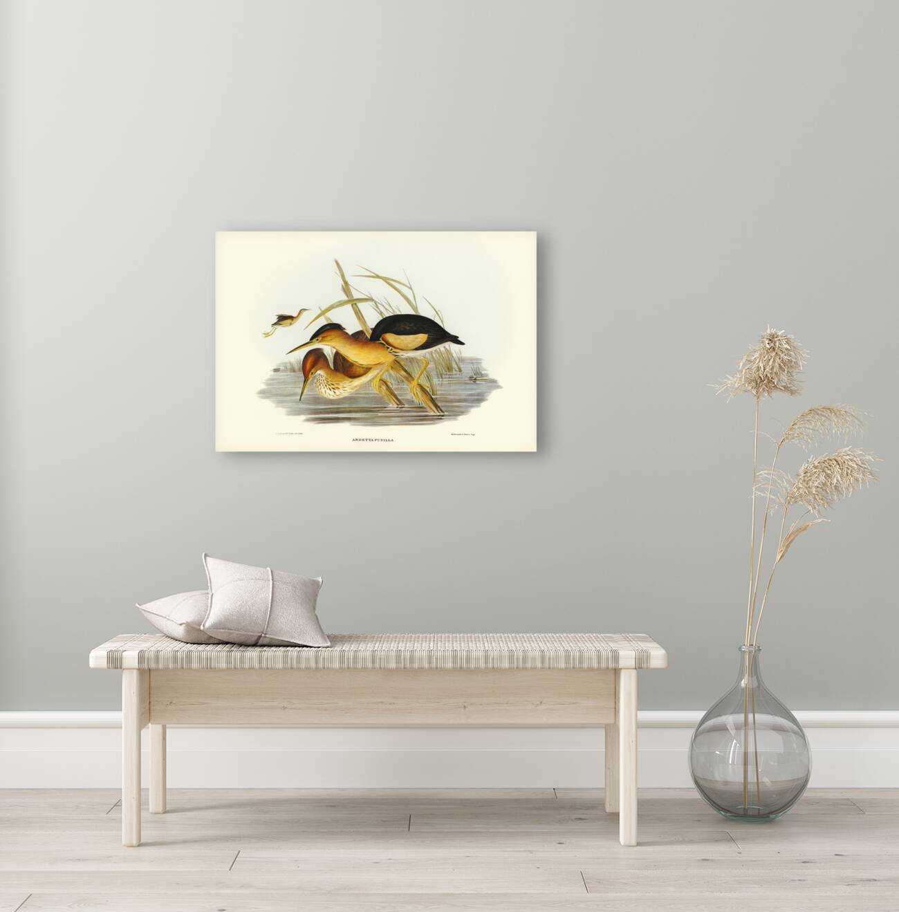 Minute Bittern Ardetta pusilla illustrated by Elizabeth Gould 1804–1841 for John Gould’s 1804-1881 Birds of Australia  Reproduction