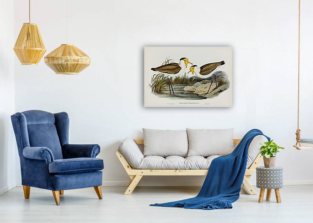 Masked Pewit Lobivanellus personatus illustrated by Elizabeth Gould 1804–1841 for John Gould’s 1804-1881 Birds of Australia  Reproduction