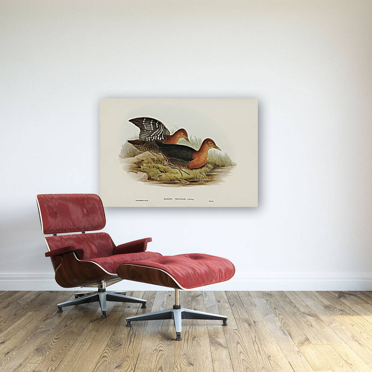 Red-necked Rail Rallina tricolor illustrated by Elizabeth Gould 1804–1841 for John Gould’s 1804-1881 Birds of Australia  Reproduction