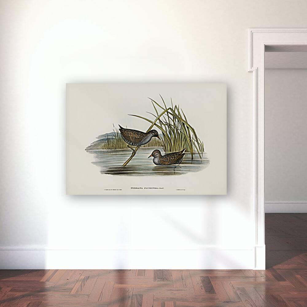 Spotted Water Crake Porzana fluminea illustrated by Elizabeth Gould 1804–1841 for John Gould’s 1804-1881 Birds of Australia  Reproduction