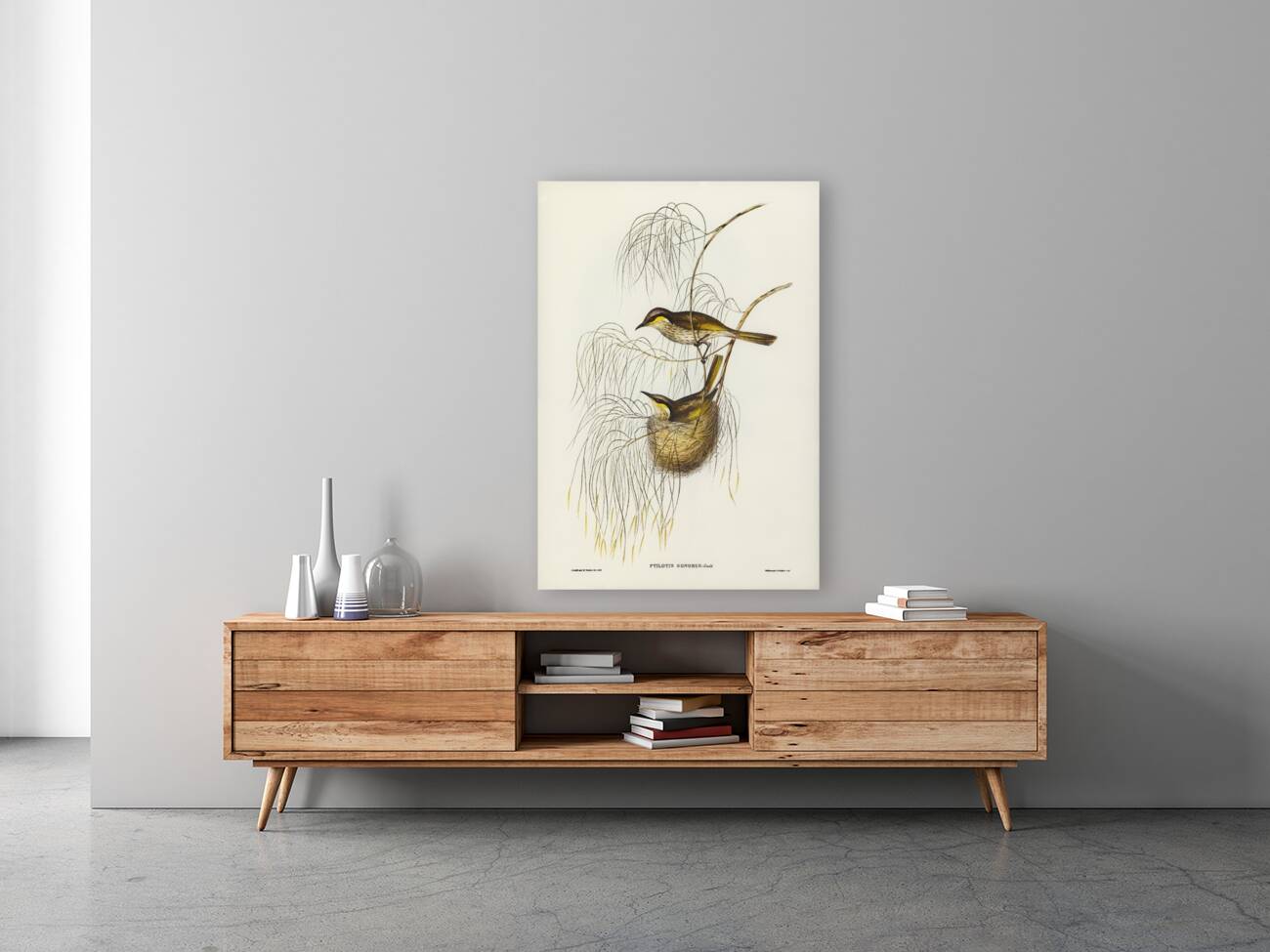 Singing Honey-eater Ptilotis sonorus illustrated by Elizabeth Gould 1804–1841 for John Gould’s 1804-1881 Birds of Australia  Reproduction