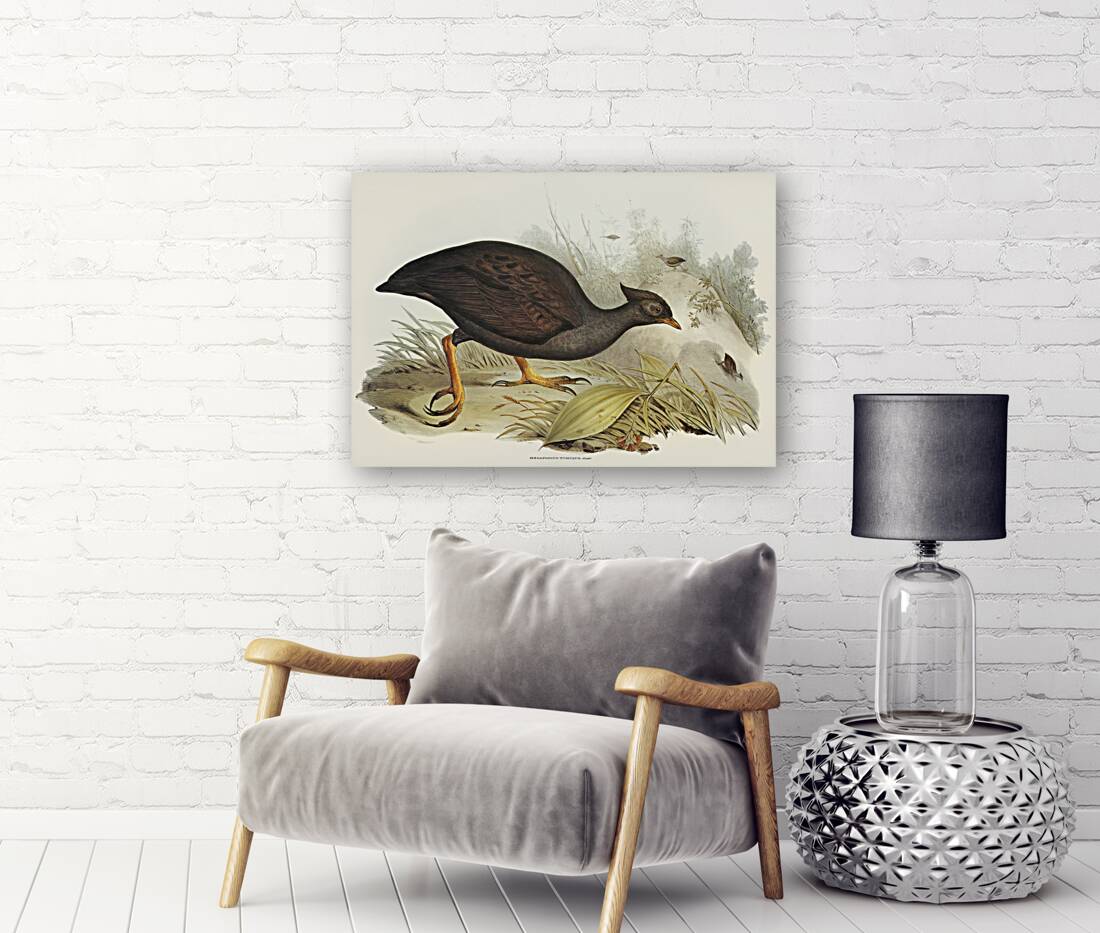 Mound-raising Megapode Megapodius Tumulus illustrated by Elizabeth Gould 1804–1841 for John Gould’s 1804-1881 Birds of Australia  Reproduction