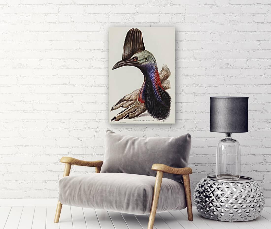 Australian Cassowary Casuarius australisillustrated by Elizabeth Gould 1804–1841 for John Gould’s 1804-1881 Birds of Australia  Reproduction