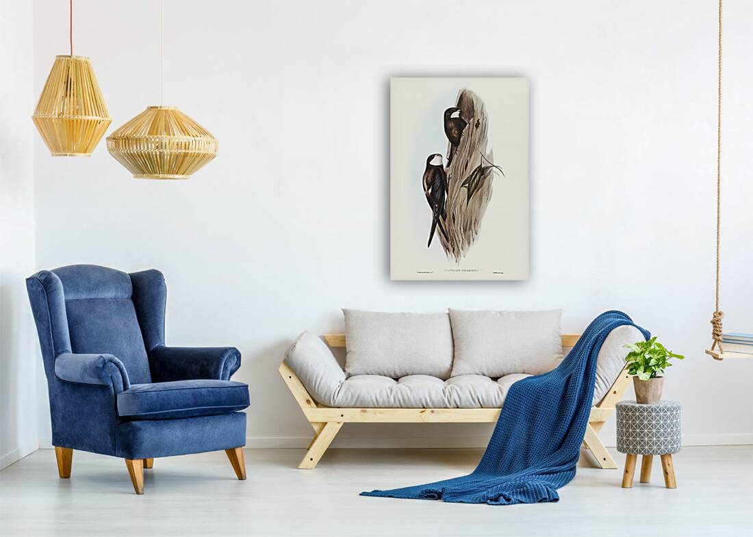 Australian Spine-tailed Swallow Acanthylis caudacuta illustrated by Elizabeth Gould 1804–1841 for John Gould’s 1804-1881 Birds of Australia  Reproduction