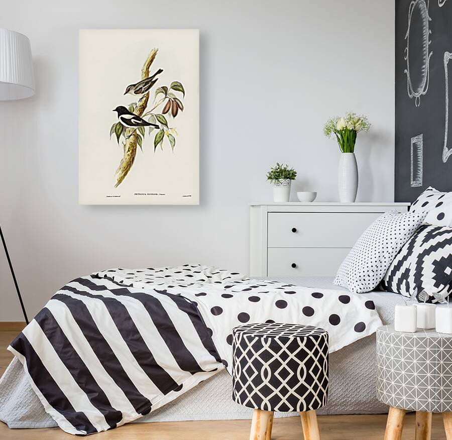 Pied Robin Petroica bicolor Swains illustrated by Elizabeth Gould 1804–1841 for John Gould’s 1804-1881 Birds of Australia  Reproduction