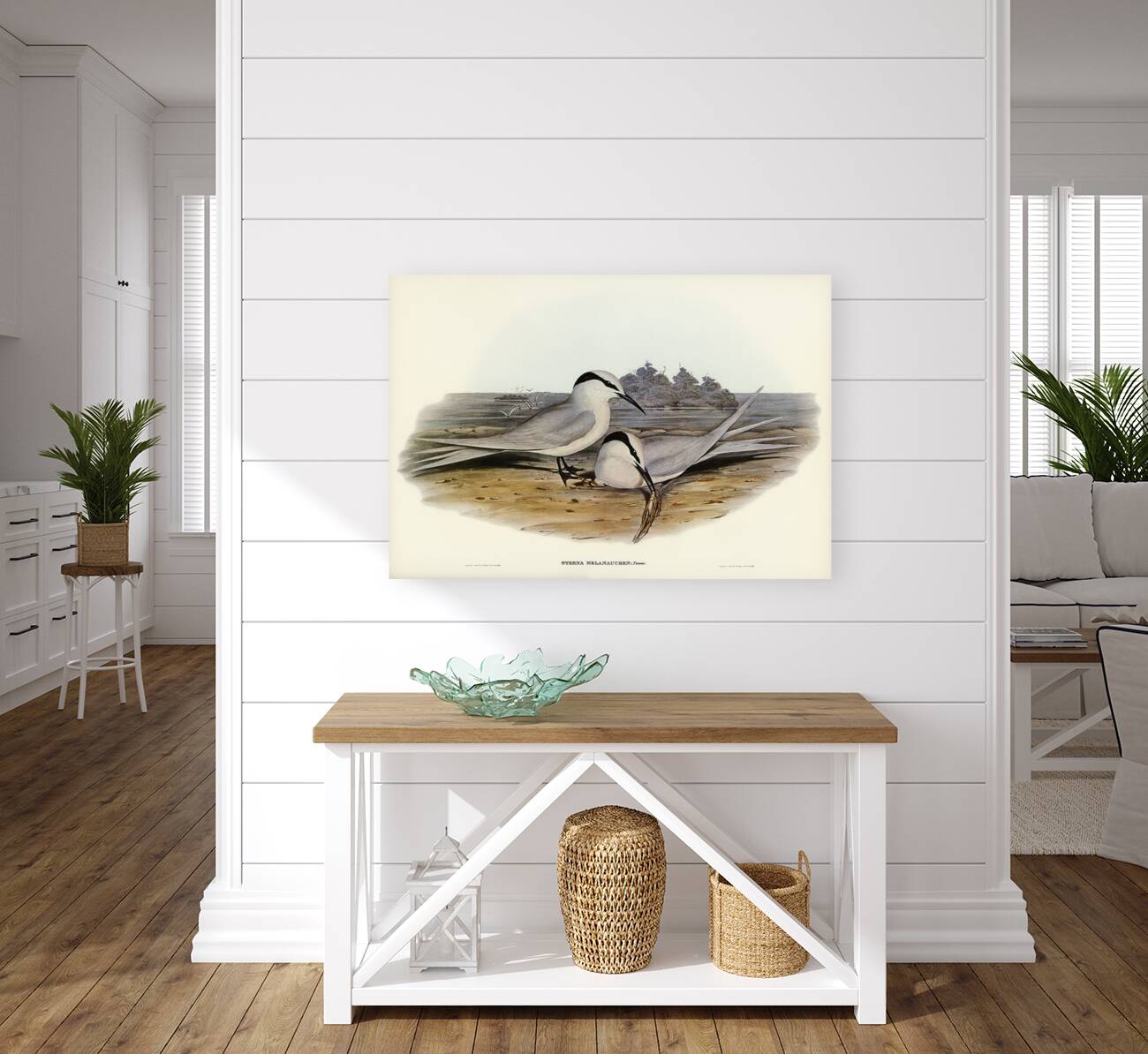 Black-naped Tern Sterna melanauchen illustrated by Elizabeth Gould 1804–1841 for John Gould’s 1804-1881 Birds of Australia  Reproduction