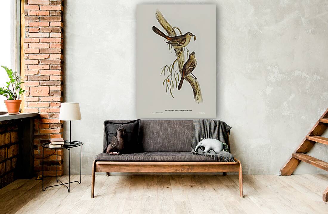 Scrub Robin Drymodes brunneopygia illustrated by Elizabeth Gould 1804–1841 for John Gould’s 1804-1881 Birds of Australia  Reproduction