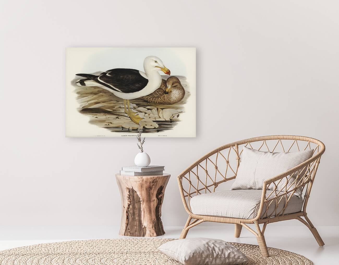 Pacific Gull Larus Pacificus illustrated by Elizabeth Gould 1804–1841 for John Gould’s 1804-1881 Birds of Australia  Reproduction