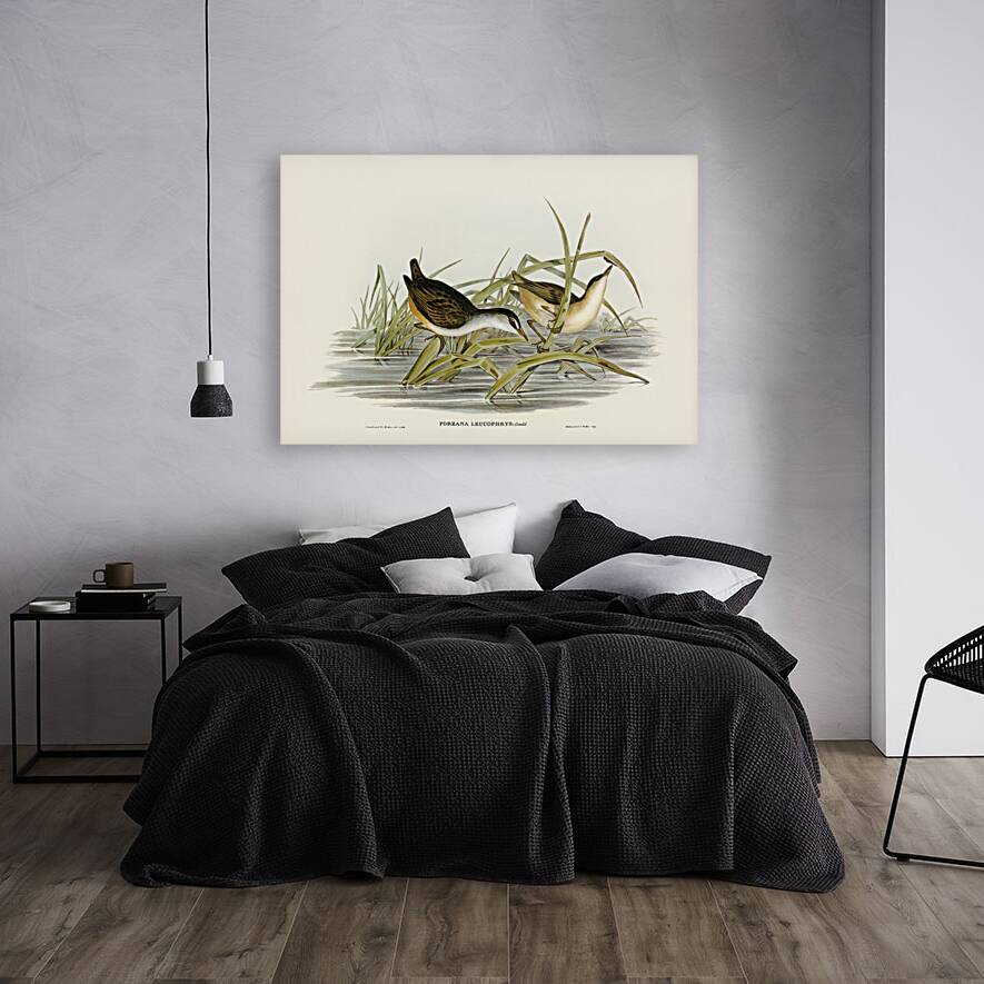 White-eyebrowed Water Crake Porzana leucophrys illustrated by Elizabeth Gould 1804–1841 for John Gould’s 1804-1881 Birds of Australia  Reproduction