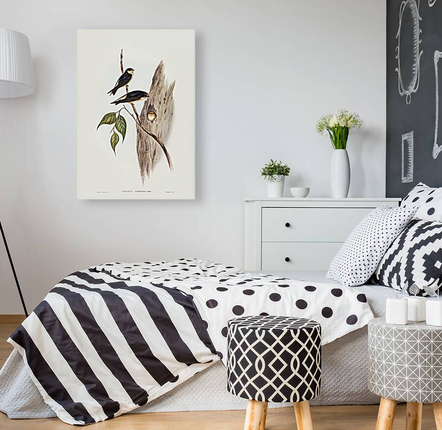 Tree Martin Collocalia arborea illustrated by Elizabeth Gould 1804–1841 for John Gould’s 1804-1881 Birds of Australia  Reproduction