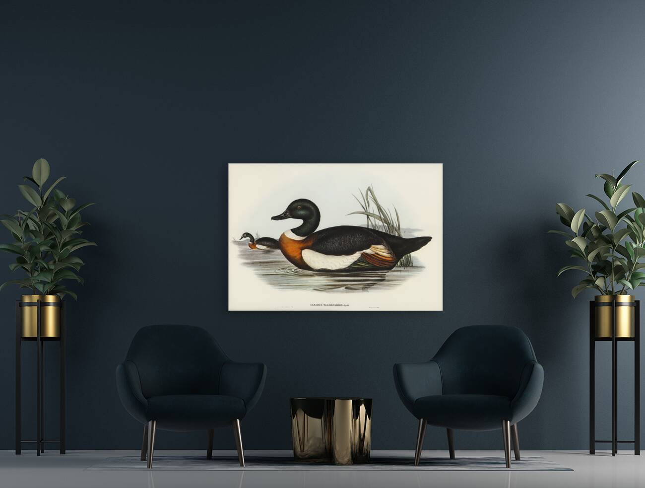 Chesnut-Coloured Shieldrake Casarca Tadornoides illustrated by Elizabeth Gould 1804–1841 for John Gould’s 1804-1881 Birds of Australia  Reproduction