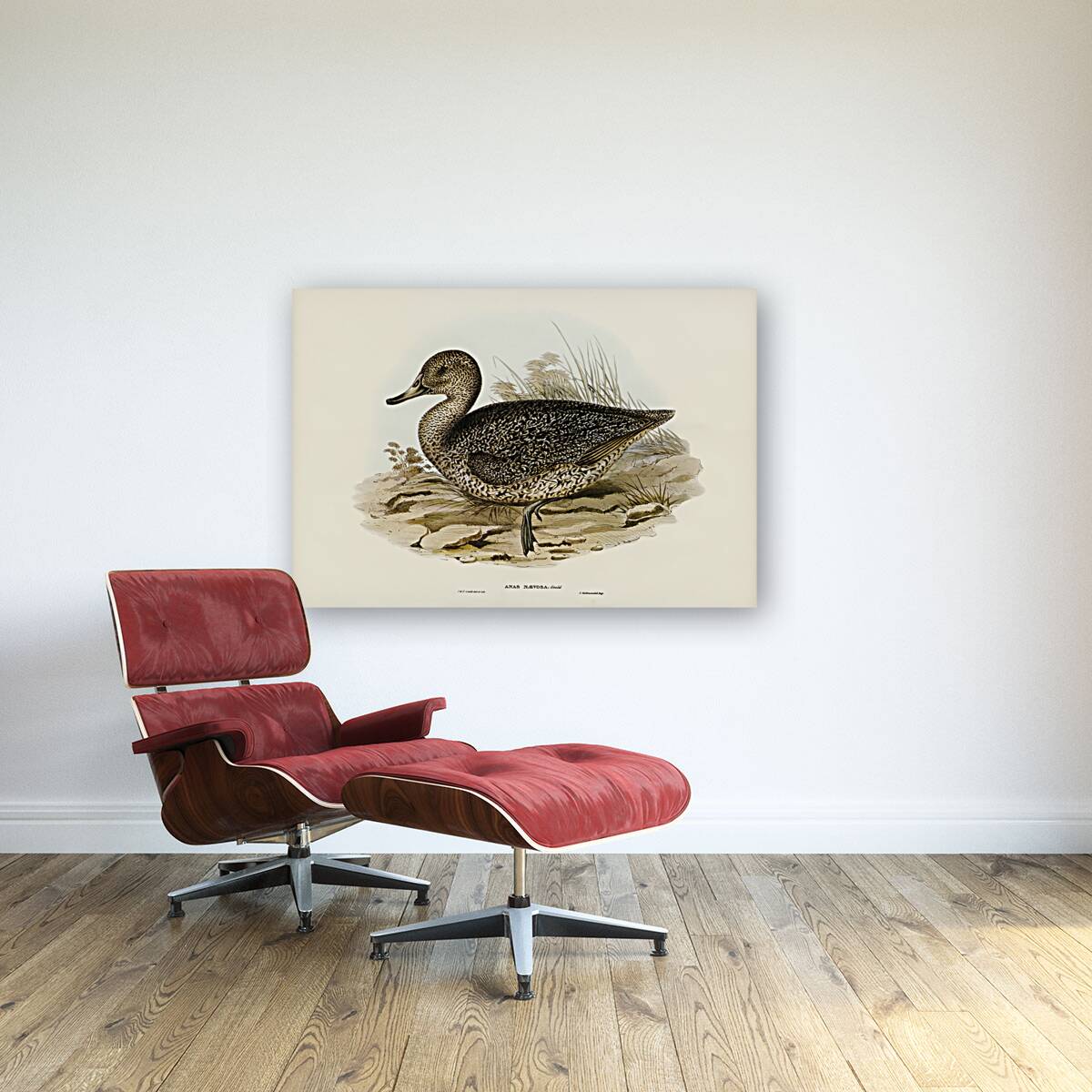 Freckled Duck Anus naevosa illustrated by Elizabeth Gould 1804–1841 for John Gould’s 1804-1881 Birds of Australia  Reproduction