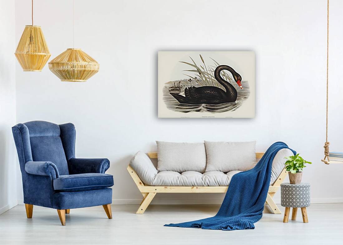 Black Swan Cygnus atratus illustrated by Elizabeth Gould 1804–1841 for John Gould’s 1804-1881 Birds of Australia  Reproduction
