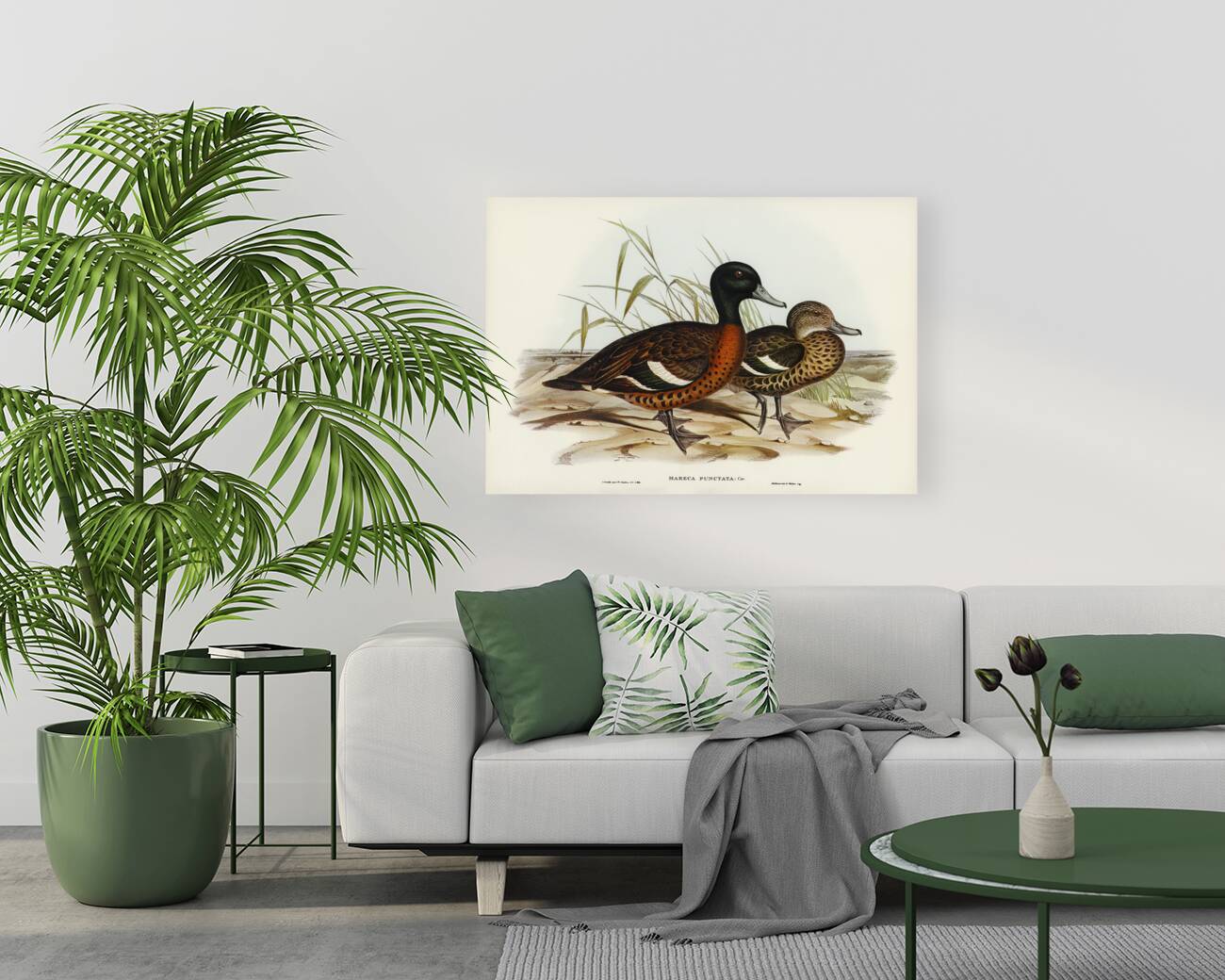 Chesnut-breasted Duck Anas punctata illustrated by Elizabeth Gould 1804–1841 for John Gould’s 1804-1881 Birds of Australia  Reproduction