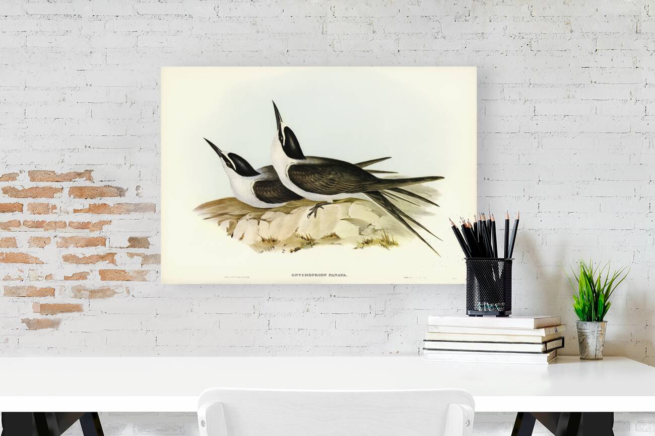 Panayan Tern Onychoprion Panaya illustrated by Elizabeth Gould 1804–1841 for John Gould’s 1804-1881 Birds of Australia  Reproduction